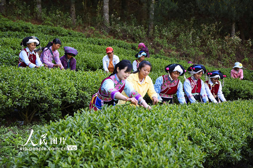 صور: انطلاق موسم قطف الشاي في مقاطعة يونان
