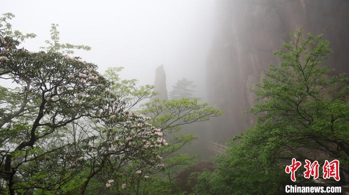 زهور الأزاليات تتفتح على نطاق واسع بجبل هوانغشان