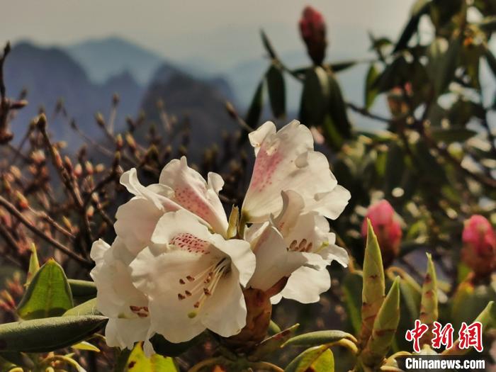 زهور الأزاليات تتفتح على نطاق واسع بجبل هوانغشان