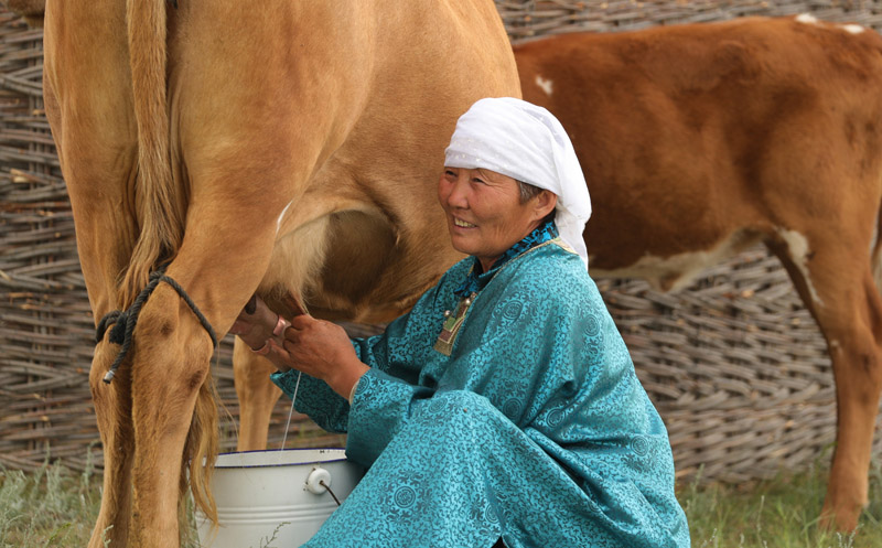 تقرير: فلاح في منغوليا الداخلية يقدم دورات تدريبية للرعاة لتحسين معيشتهم