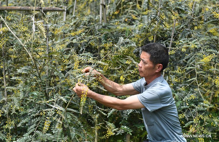 زراعة العقاقير الصينية التقليدية تساعد على رفع الدخول