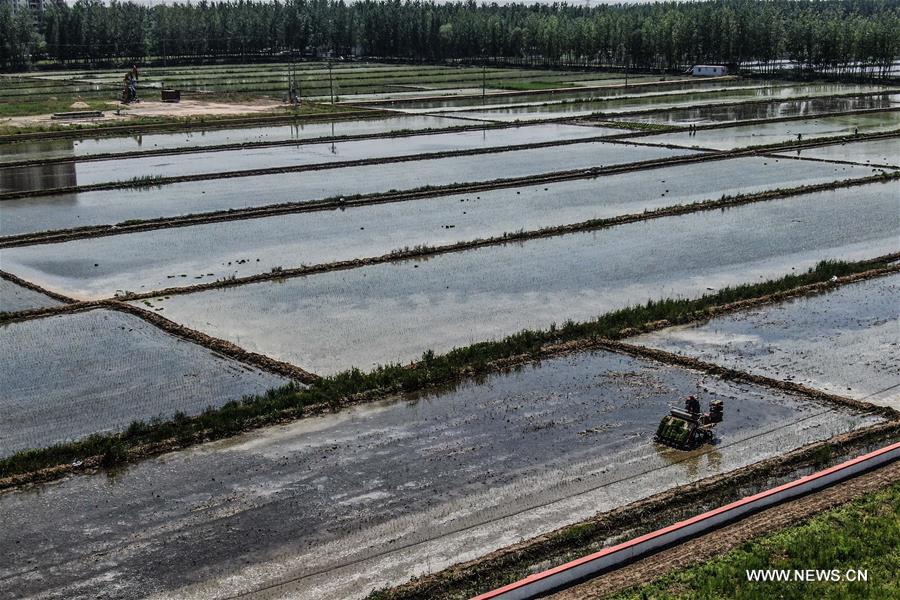 زراعة الأرز بشمال شرقي الصين
