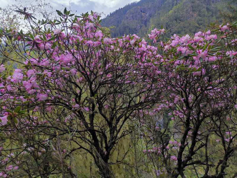 باحثون صينيون يعثرون على زهور الفلورا المنقرضة في البرية