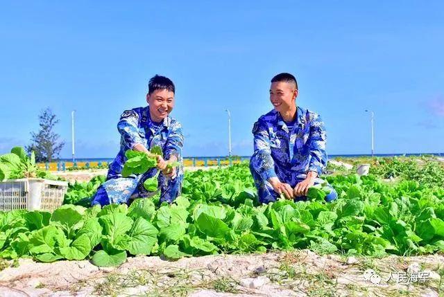 الصين تنجح في زراعة الخضروات على شاطئ رملي بجزر شيشا