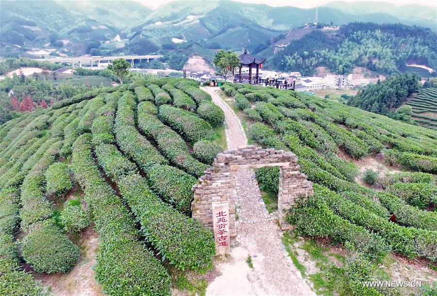ارتفاع صادرات الشاي في مقاطعة فوجيان بجنوب شرقي الصين