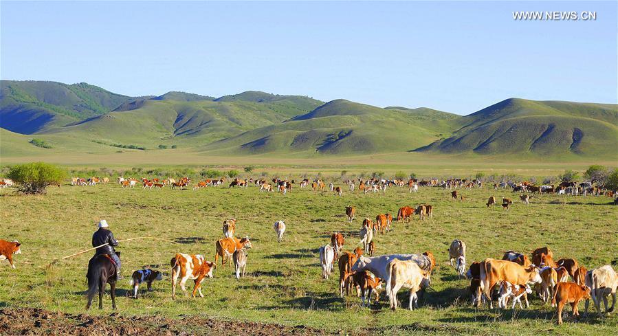 الهجرة الموسمية للرعاة والمواشي في منطقة منغوليا الداخلية ذاتية الحكم شمال غربي الصين