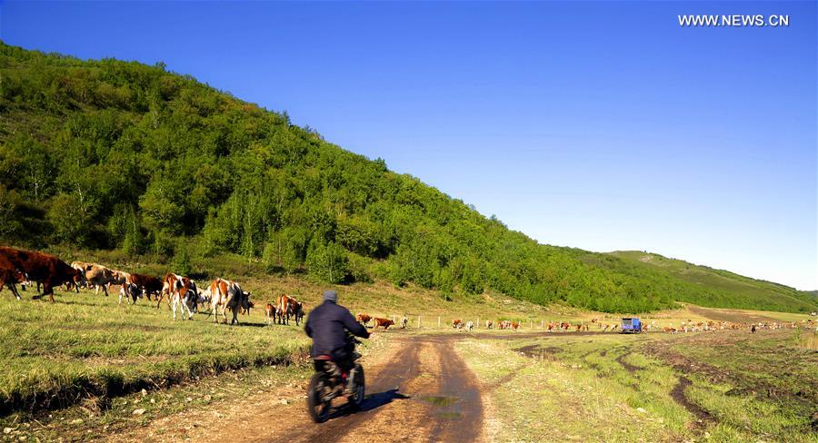 الهجرة الموسمية للرعاة والمواشي في منطقة منغوليا الداخلية ذاتية الحكم شمال غربي الصين