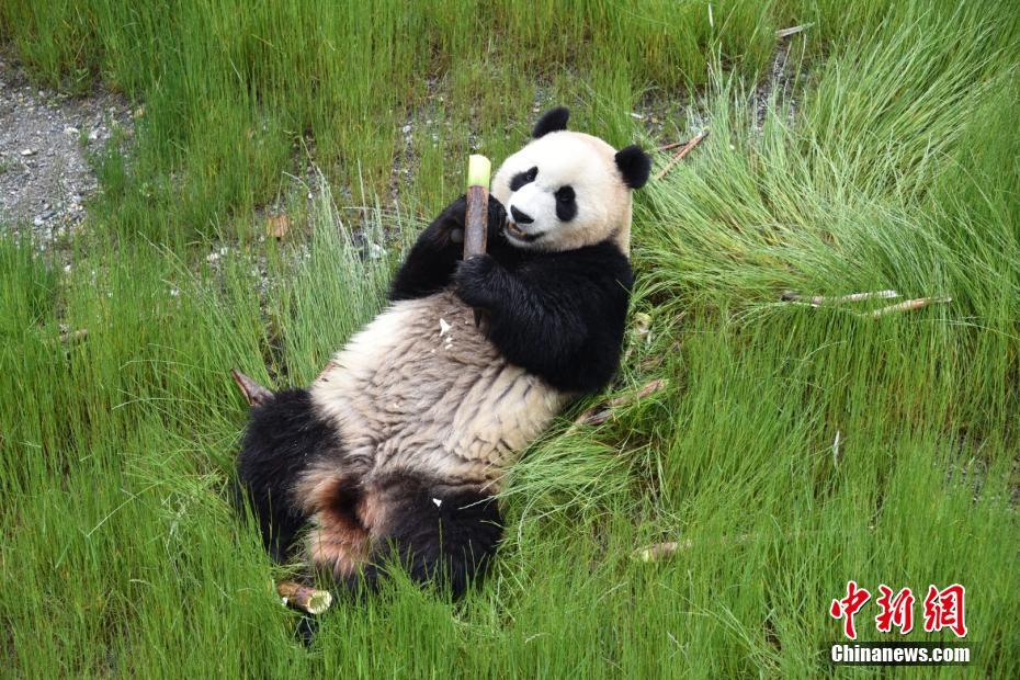 أربعة حيوانات باندا عملاقة تلتقي بالجمهور في جنوب غربي الصين