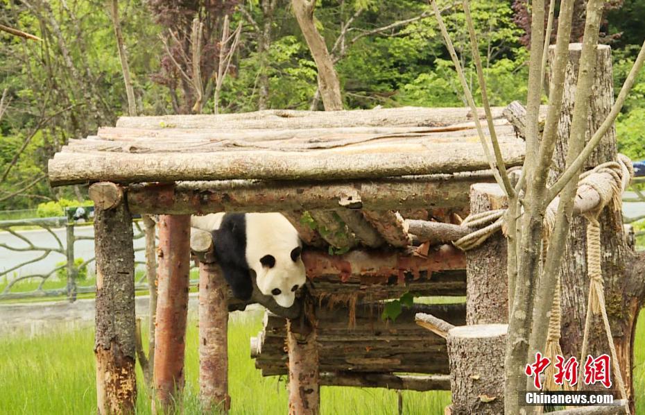 أربعة حيوانات باندا عملاقة تلتقي بالجمهور في جنوب غربي الصين