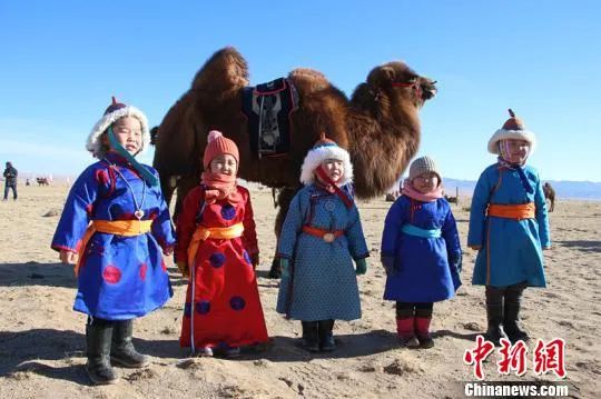 الجمال مصدر للثروة فى صحراء منغوليا الداخلية