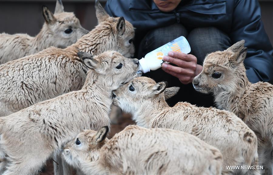إنقاذ 11 من صغار الظباء التبتية النادرة في شمال غربي الصين