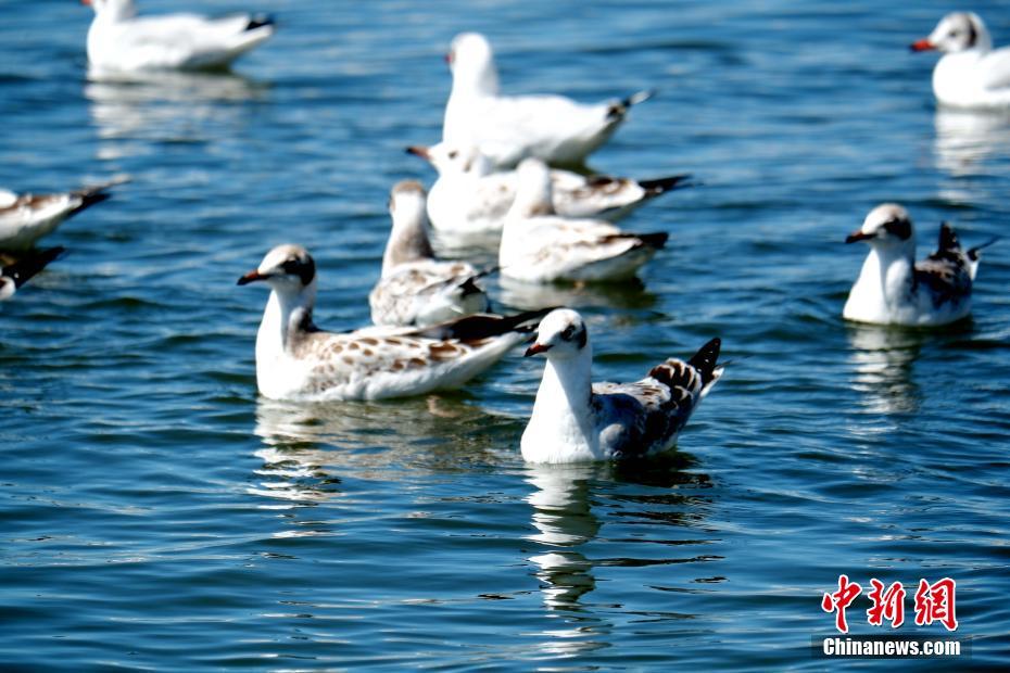 أكبر بحيرة مالحة في الصين تشهد زيادة في اعداد الطيور المائية والغزلان المهددة بالانقراض