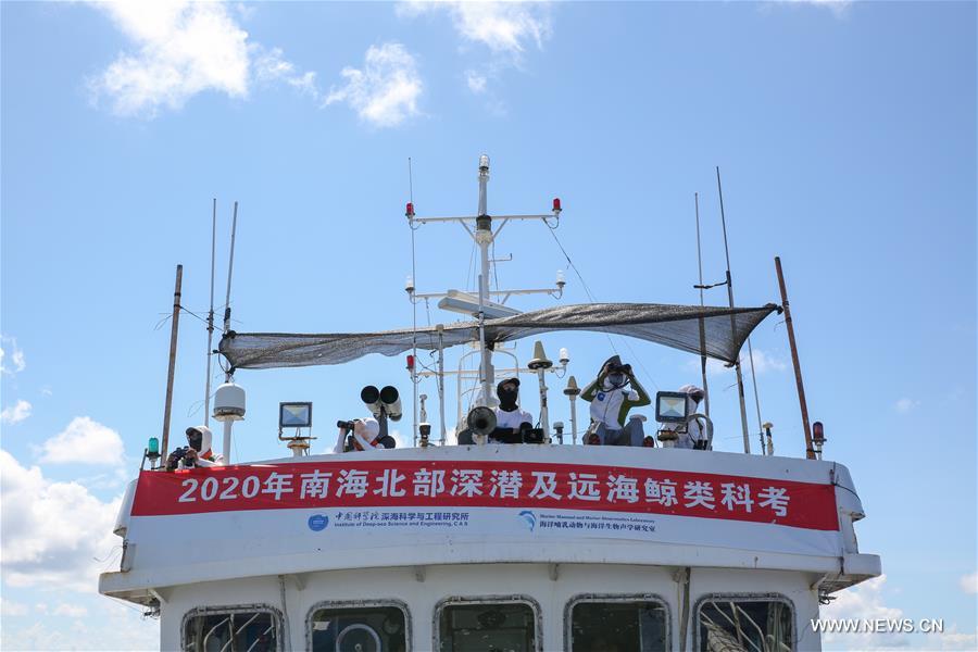 باحثون صينيون يراقبون 11 نوعا من الحيتان في رحلة استكشاف بالبحر العميق