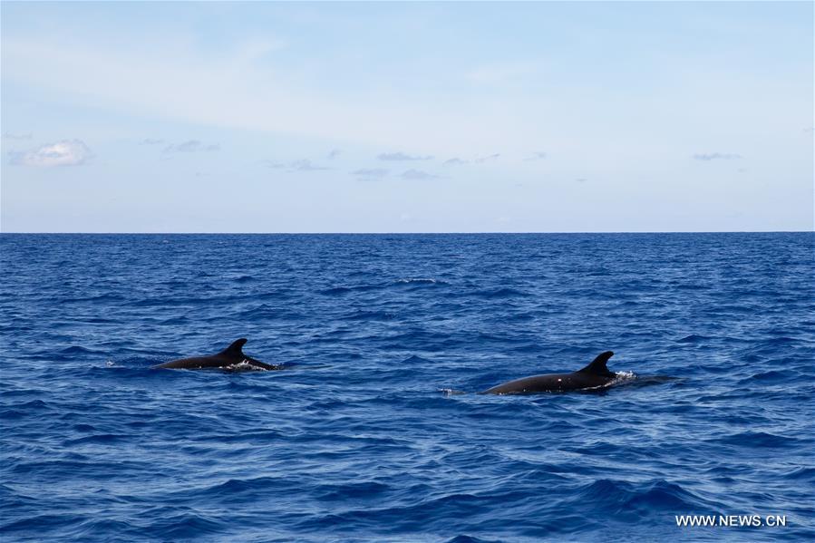 باحثون صينيون يراقبون 11 نوعا من الحيتان في رحلة استكشاف بالبحر العميق