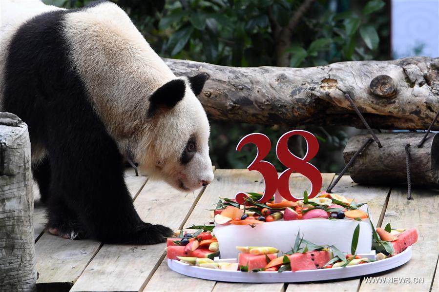 أكبر باندا عملاقة في الأسر في العالم تحتفل بعيد ميلادها الـ38