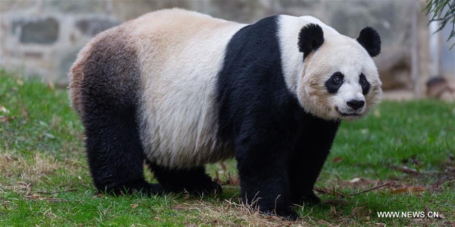 موظفة بحديقة وطنية أمريكية: الباندا العملاقة مي شيانغ وشبلها الجديد يبدوان 
