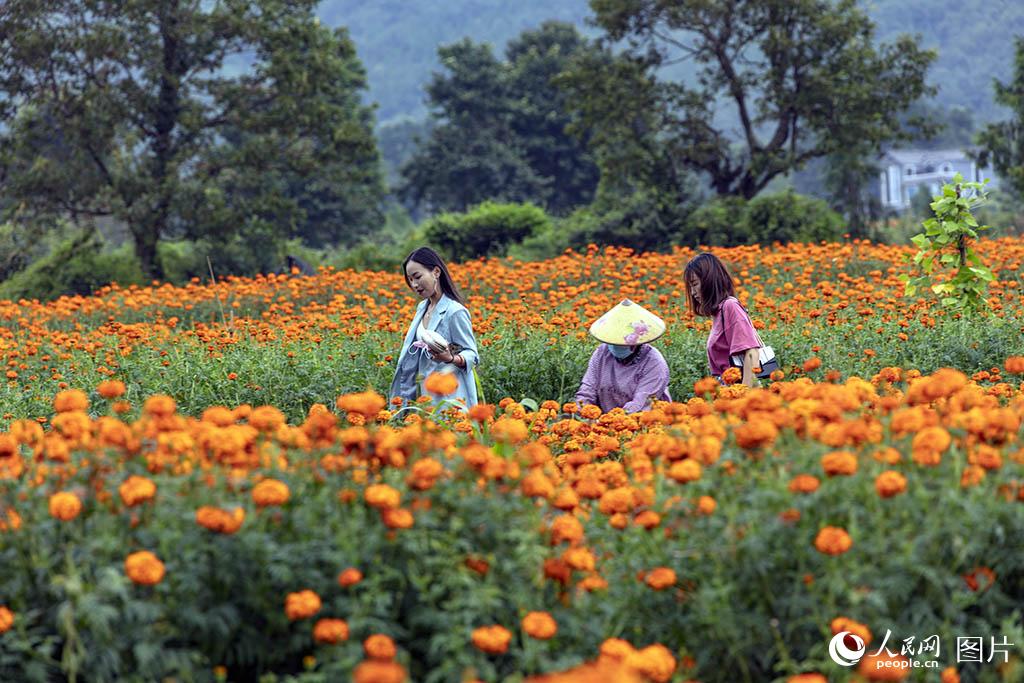 محصول وفير من زهور القطيفة في يوننان بجنوب الصين