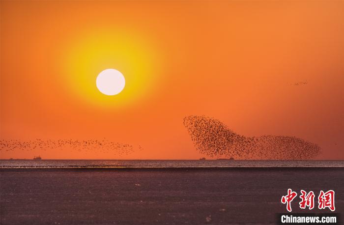 بالصور: أمواج من الطيور في الأراضي الرطبة شمال الصين