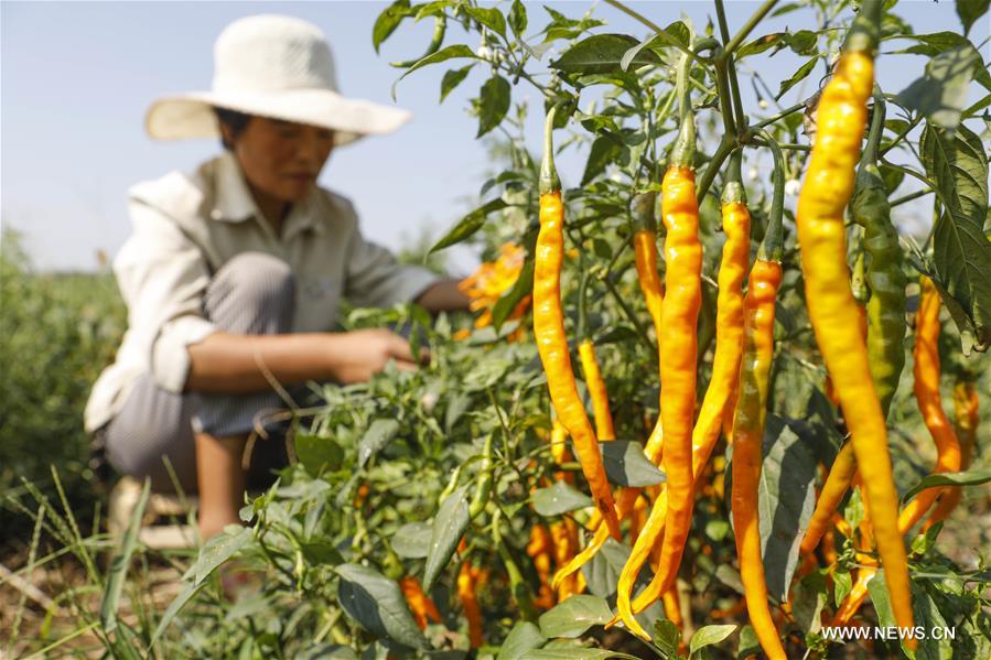 زراعة الفلفل تزيد من دخل المزارعين في وسط الصين