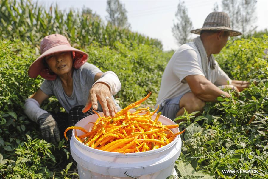 زراعة الفلفل تزيد من دخل المزارعين في وسط الصين