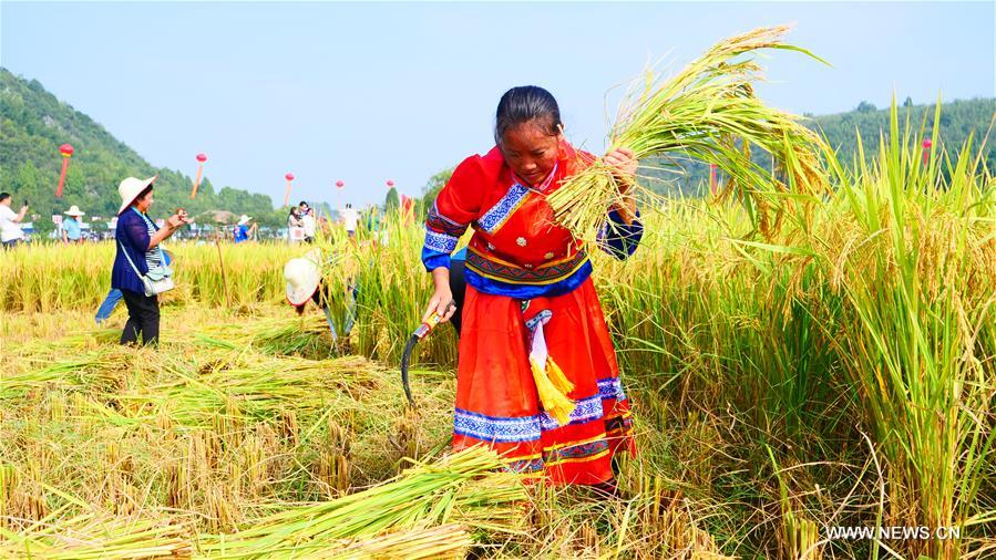 مسابقة حصاد الأرز للاحتفال بالحصاد الوافر