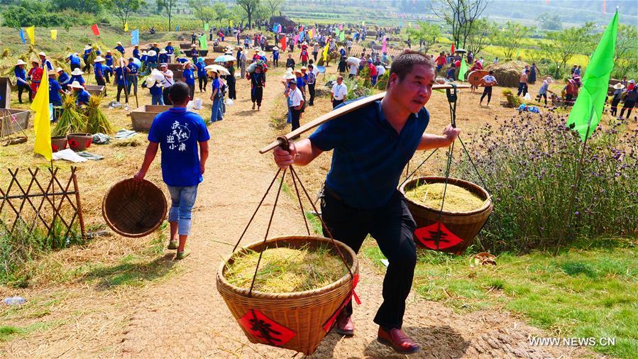 مسابقة حصاد الأرز للاحتفال بالحصاد الوافر