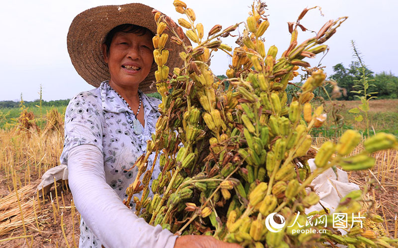 الاحتفال بعيد حصاد المزارعين الصينيين الثالث هذا العام