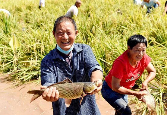 في عيد حصاد المزارعين الثالث: الصين تحتفل بحصاد وفير بالرغم من كل الصعاب والتحديات