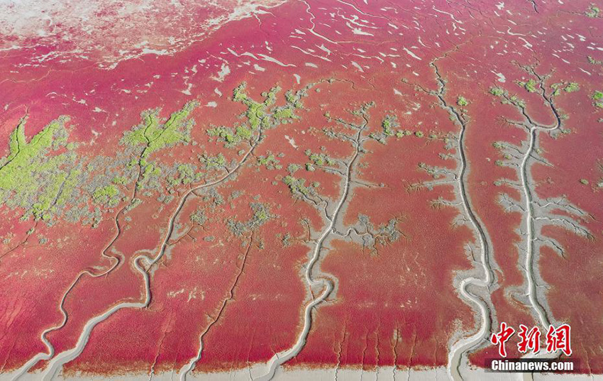 فصل الخريف ... اللون الأحمر المشرق يكسو شاطئ بانجين ، لياونينغ