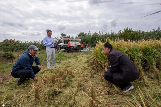 سلالة الأرز المزروع في التربة المالحة تحطم الرقم القياسي للإنتاجية شرقي الصين