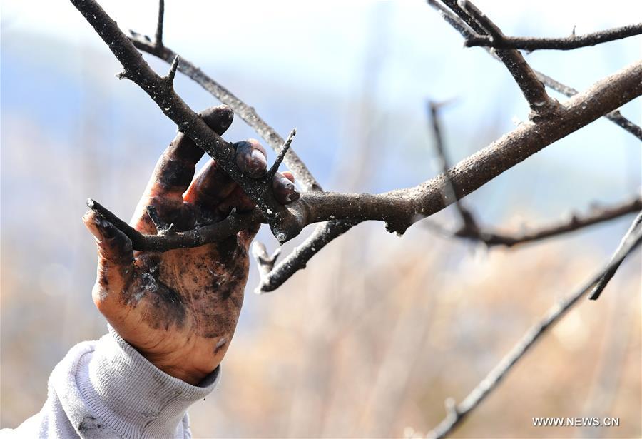 مقالة : الأمل يشتعل في نفوس مزارعي الزيتون بعد إخماد حرائق الغابات في سوريا