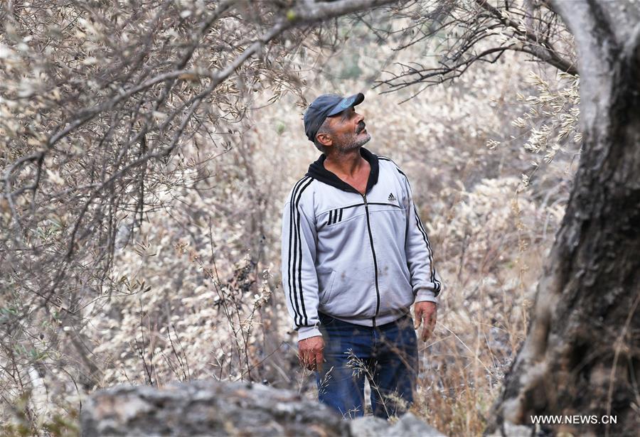 مقالة : الأمل يشتعل في نفوس مزارعي الزيتون بعد إخماد حرائق الغابات في سوريا