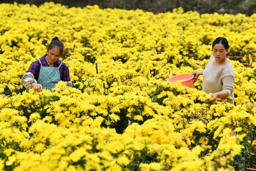 زهور الأقحوان تساعد على تخفيف الفقر في قرية بجنوب غربي الصين