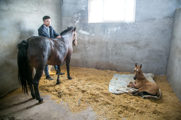 استنساخ أول حصان في الصين