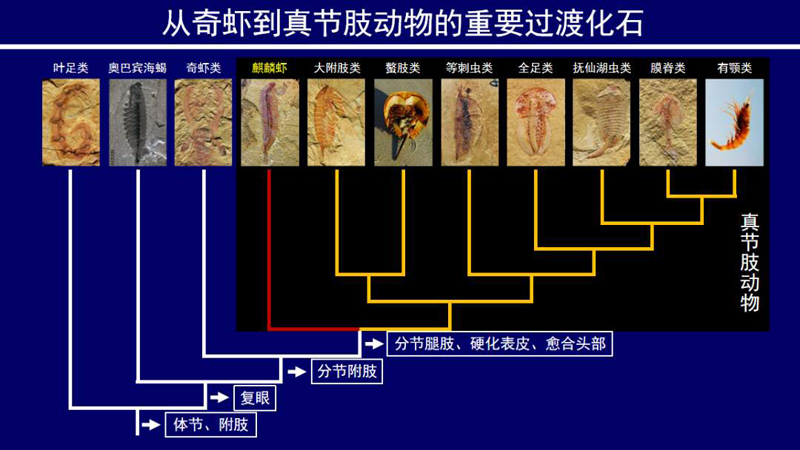 علماء صينيون يعثرون على احفور لروبيان عاش قبل 500 مليون سنة