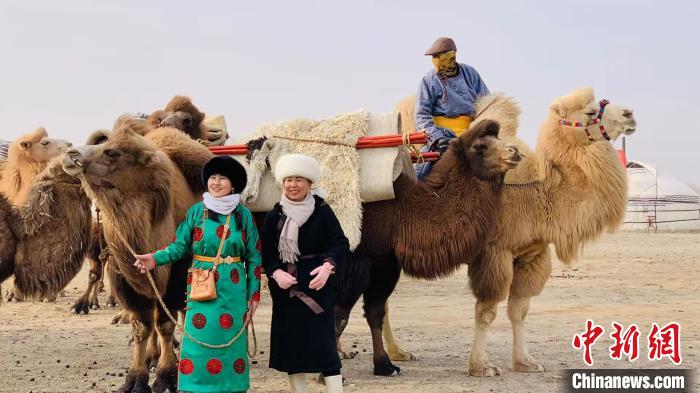 مهرجان الإبل في منغوليا الداخلية يسجل مشاركة 6000 ناقة