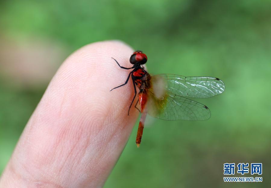15 ملم... أصغر يعسوب في العالم يكتشف في سيتشوان الصينية