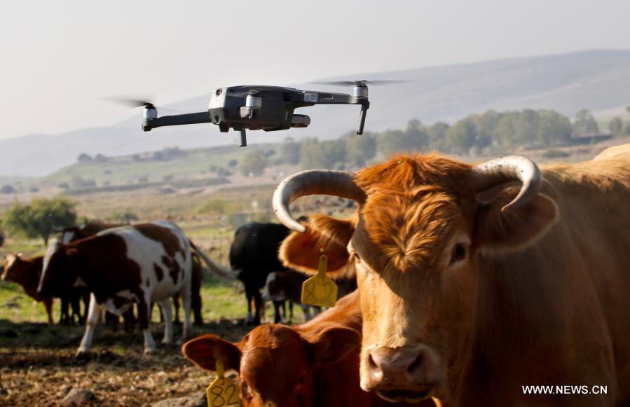 طائرة بدون طيار تحلق فوق ماشية في هضبة الجولان