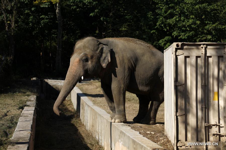 وصول الفيل الآسيوي كافان إلى كمبوديا