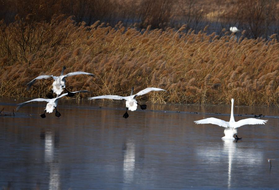 مع بدء فصل الشتاء، أسراب البجع تحط ببحيرة هوايرو بضواحي بكين