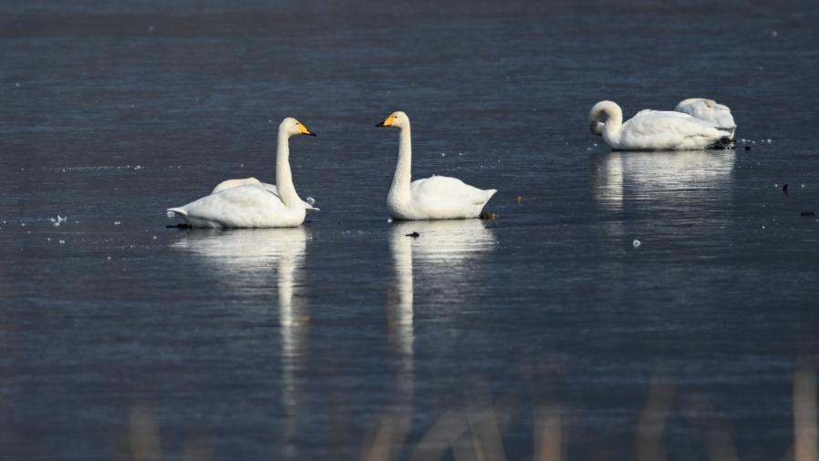 مع بدء فصل الشتاء، أسراب البجع تحط ببحيرة هوايرو بضواحي بكين