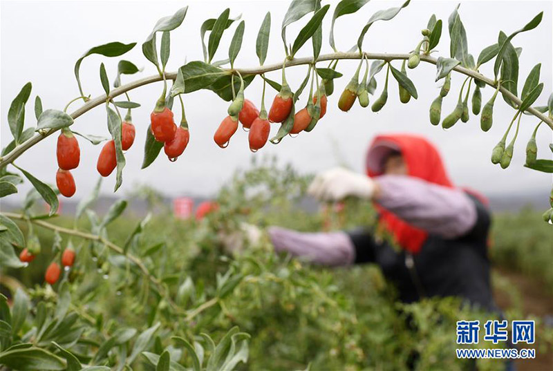 نينغشيا الصينية ومقاطعة في جمهورية كوريا توقعان اتفاقا لتطوير صناعة توت غوجي