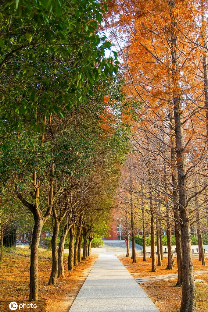 أشجار حديقة جامعة تشنغتشو تعيش فصلين مختلفين في وقت واحد