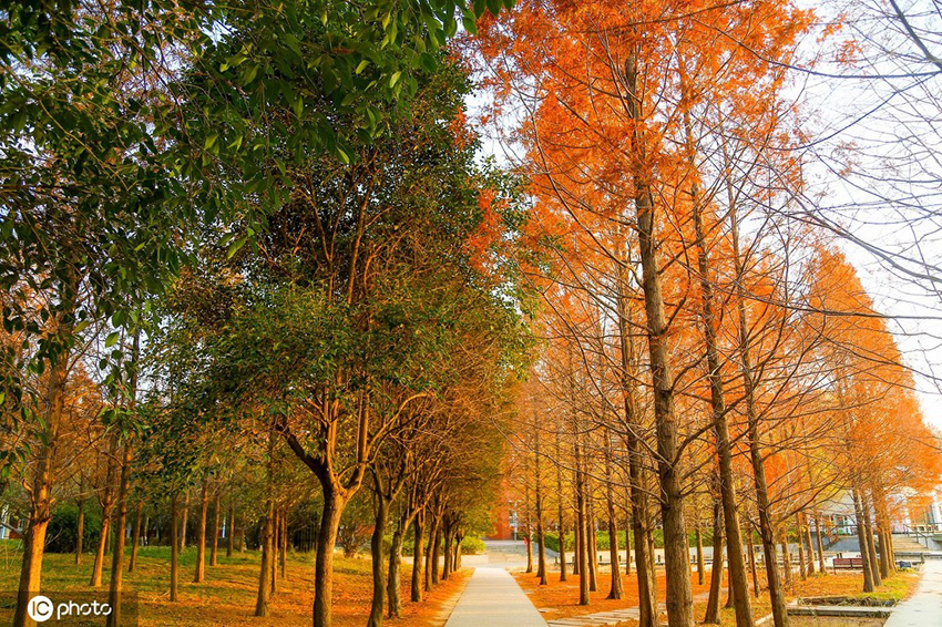 أشجار حديقة جامعة تشنغتشو تعيش فصلين مختلفين في وقت واحد