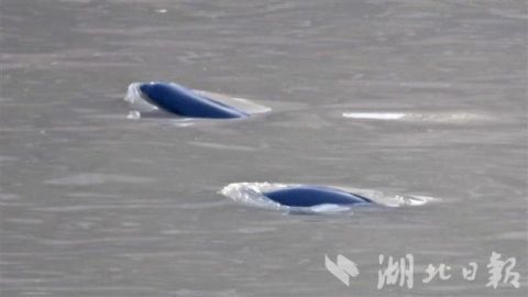 ييتشانغ: الوئام بين الناس وخنازير البحر عديمة الزعانف في نهر اليانغتسي