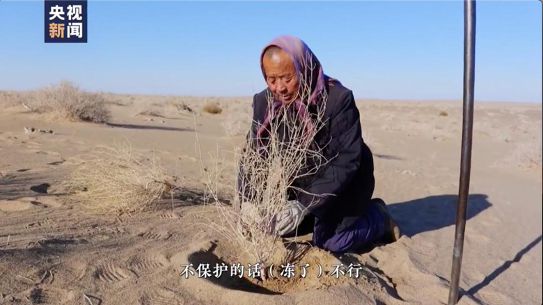 زوج وزوجة يزرعان أشجار الرمث الأسود في صحراء جوبي بالصين لمدة 18 عاما
