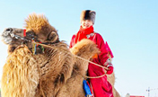مسابقة "أجمل جمل" تقام في مراعي أوينك في منغوليا الداخلية
