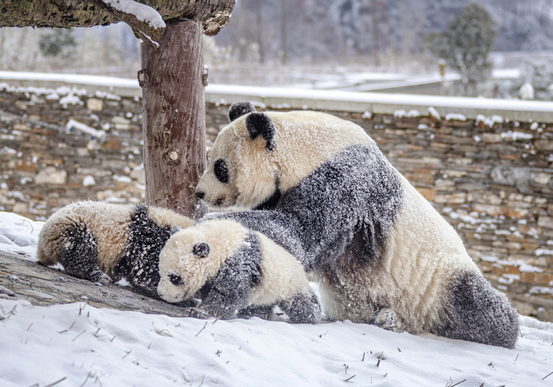 ونتشوان ، سيتشوان: الباندا تستمتع باللعب في الثلج