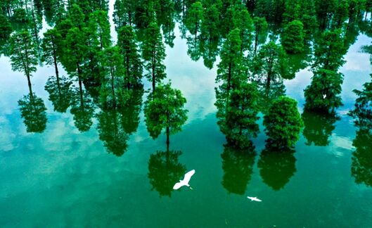 الصين تبدأ في تنفيذ نظام مدير الغابات بشكل كامل