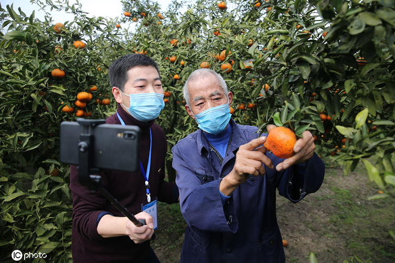 تقرير: التجارة الإلكترونية تتحول إلى عمل زراعي جديد في المناطق الريفية بالصين